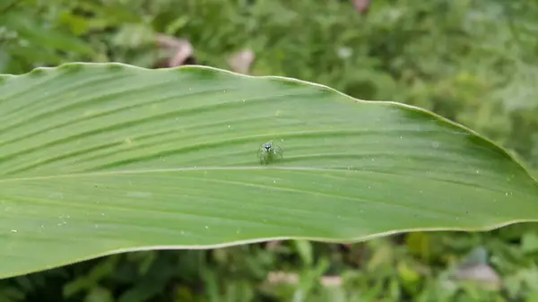 stock image Blue jumping spider. Shot in the forest. Elegant Golden Jumper, Chrysilla volupe, jumping spider, Genus Sidusa.