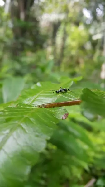 Stock image Silver Spiny Sugar Ant on a leaf. Shot in jungle. Polyrhachis dives, silver spiny ant, Iridomyrmex anceps, Polyrhachis schlueteri.