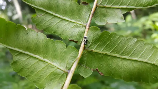 stock image Silver Spiny Sugar Ant on a leaf. Shot in jungle. Polyrhachis dives, silver spiny ant, Iridomyrmex anceps, Polyrhachis schlueteri.