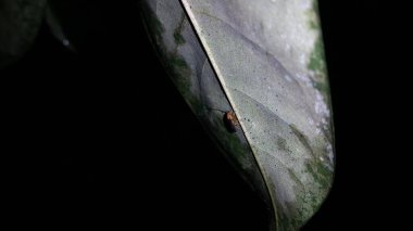 Kabile Resthenini 'nin Yetişkin Bitki Böceği. Firefly, Tribe Resthenini, Macromalthinus brasiliensis, Phytoecia affinis. Ormanda vuruldu.