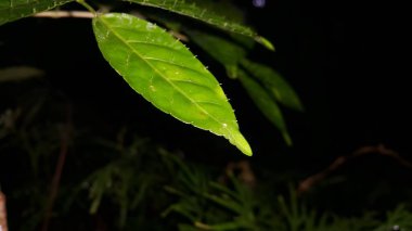 Thorny arka planda kalır. Ormanda vurulmuş. Doğa duvar kağıdı. Ehretia acuminata Japonya, Çin, Butan, Nepal, Laos, Vietnam, Yeni Gine ve Avustralya 'da bulunan bir yaprak döken ağaçtır..