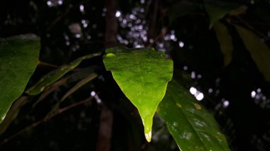 Açık yeşil yapraklar arka plan. Ormanda vurulmuş. Doğa duvar kâğıdı.