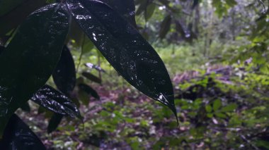 Koyu yeşil yapraklar. Ormanda vurulmuş. Doğa duvar kâğıdı.