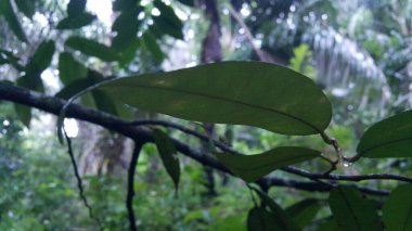 Koyu yeşil yapraklar. Ormanda vurulmuş. Doğa duvar kâğıdı.