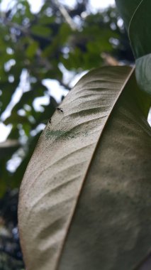 Tetraponera, Pseudomyrmecinae familyasından ince karıncalar olarak bilinen ve ağaçsı yapıları ve ince vücutlarıyla karakterize edilen bir karınca cinsidir. Kardiyokondyla, ince karınca.