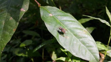 Kırmızı gözlü uçan bir böcek yeşil yapraklara tünemiş kafasını kaşıyor. Ormanda vurulmuş. Bu tip mutfaktan uçarken sık sık görülür. Sinek (
