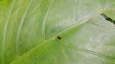 Aphrophoridae perched on fresh green leaves. The Aphrophoridae or spittlebugs are a family of insects belonging to the order Hemiptera. Liorhina loxosema (Hacker). Lineatocollis complex. clipart