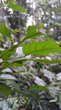 Bebek Acrida Cinerea, bazen Doğulu uzun başlı çekirge / çekirge olarak da bilinir. Dictyopharidae, Planthopper Nymph, yeşil ağaç zıpzıp perisi, Pandanus planthopper, Flatidae, DictyoPhara nakanonis.