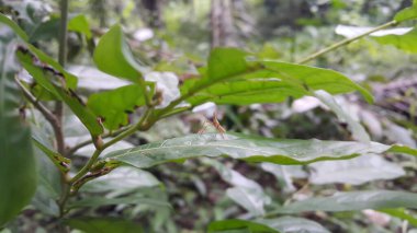 Bebek Acrida Cinerea, bazen Doğulu uzun başlı çekirge / çekirge olarak da bilinir. Dictyopharidae, Planthopper Nymph, yeşil ağaç zıpzıp perisi, Pandanus planthopper, Flatidae, DictyoPhara nakanonis.