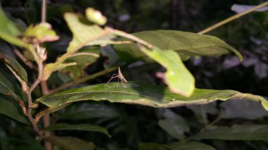 Bebek Acrida Cinerea, bazen Doğulu uzun başlı çekirge / çekirge olarak da bilinir. Dictyopharidae, Planthopper Nymph, yeşil ağaç zıpzıp perisi, Pandanus planthopper, Flatidae, DictyoPhara nakanonis.