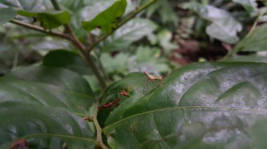 Bebek Acrida Cinerea, bazen Doğulu uzun başlı çekirge / çekirge olarak da bilinir. Dictyopharidae, Planthopper Nymph, yeşil ağaç zıpzıp perisi, Pandanus planthopper, Flatidae, DictyoPhara nakanonis.