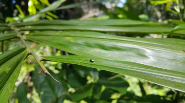 Yavru muska, yeşil bir yaprağa tünemiş. Ev sineği, Musca domestica Linnaeus, hem çiftlik hem de ev sahibi kozmopolit bir böcektir. Bu tür her zaman insanlarla ilişkili olarak bulunur..