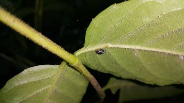 Thiania bhamoensis, yeşil yaprakların üzerinde metalik mavi zıplayan örümcek. Ormanda vurulmuş. Zarif Altın Atlayan, Chrysilla volupe, zıplayan örümcek, Sidusa cinsi. Salticidae ailesinin zıplayan örümcekleri.