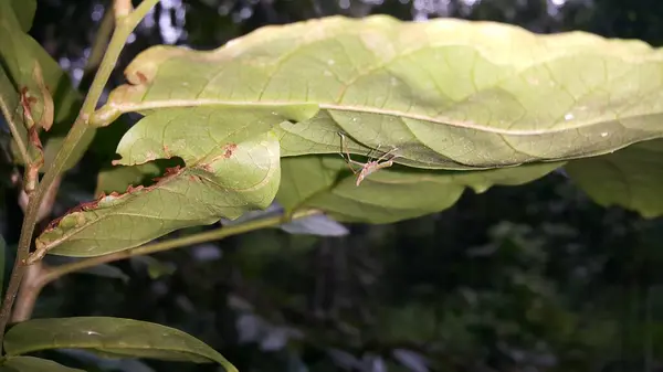 stock image Baby Acrida cinerea, sometimes called the Oriental longheaded grasshopper/locust. Dictyopharidae, Planthopper Nymph, green treehopper nymph, Pandanus planthopper, Flatidae, Dictyophara nakanonis.