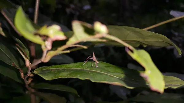 stock image Baby Acrida cinerea, sometimes called the Oriental longheaded grasshopper/locust. Dictyopharidae, Planthopper Nymph, green treehopper nymph, Pandanus planthopper, Flatidae, Dictyophara nakanonis.