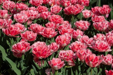 Keukenhof 'da renkli çiçek laleleri