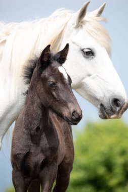 Güzel İzlanda at kafası, doğada hayvan portresi