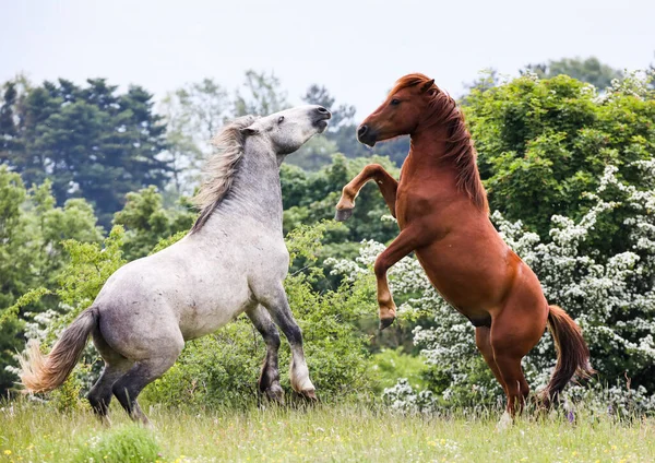 Mooie Paarden Het Veld — Stockfoto