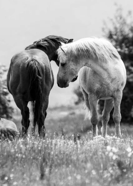 Grazen Van Witte Paarden Het Weiland Het Platteland — Stockfoto