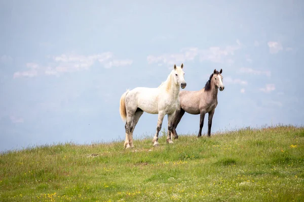 Ein Paar Wildpferde Den Bergen Von Calvana Toskana Italien — Stockfoto