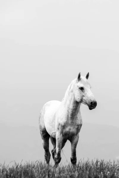 Белый Серый Жеребец Пастбище Горах — стоковое фото