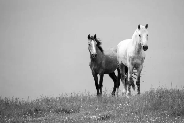 Een Prachtig Wild Paard Het Veld — Stockfoto
