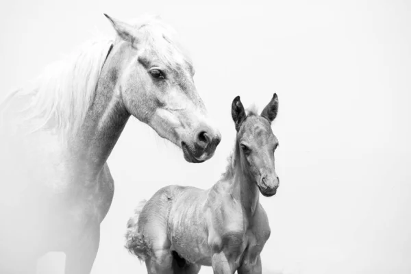 Een Close Shot Van Een Prachtig Wit Bruin Arabisch Paard — Stockfoto