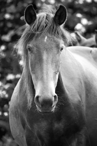 Black White Portrait Beautiful Thoroughbred Stallion — Stock Photo, Image