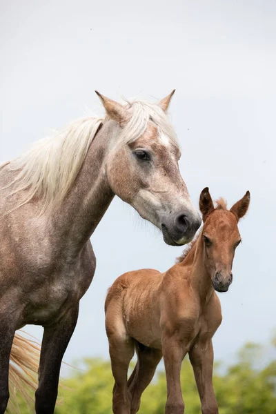 Paarden Het Veld — Stockfoto