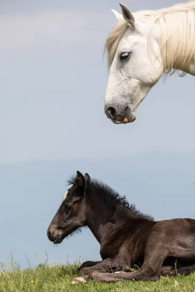 Wit Paard Een Achtergrond Van Groen Gras Een Zonnige Dag — Stockfoto