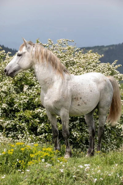 Een Paard Een Veld — Stockfoto