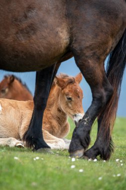 Floransa ve Prato arasındaki sınırda vahşi at sürüleri yaşıyor. Onlarla her karşılaşmamızda onlara duygu veriyorlar. Calvana 'nın vahşi atları. Özgürlükte taylar ve kısraklar. Vahşi doğada aygırlar.