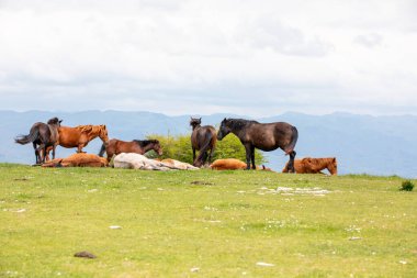Floransa ve Prato arasındaki sınırda vahşi at sürüleri yaşıyor. Onlarla her karşılaşmamızda onlara duygu veriyorlar. Calvana 'nın vahşi atları. Özgürlükte taylar ve kısraklar. Vahşi doğada aygırlar.