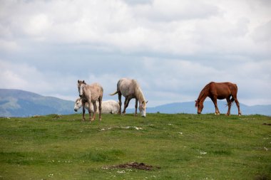 Floransa ve Prato arasındaki sınırda vahşi at sürüleri yaşıyor. Onlarla her karşılaşmamızda onlara duygu veriyorlar. Calvana 'nın vahşi atları. Özgürlükte taylar ve kısraklar. Vahşi doğada aygırlar.