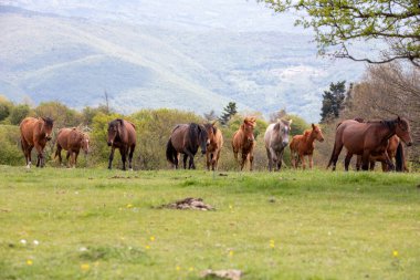 Floransa ve Prato arasındaki sınırda vahşi at sürüleri yaşıyor. Onlarla her karşılaşmamızda onlara duygu veriyorlar. Calvana 'nın vahşi atları. Özgürlükte taylar ve kısraklar. Vahşi doğada aygırlar.