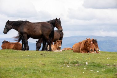 Floransa ve Prato arasındaki sınırda vahşi at sürüleri yaşıyor. Onlarla her karşılaşmamızda onlara duygu veriyorlar. Calvana 'nın vahşi atları. Özgürlükte taylar ve kısraklar. Vahşi doğada aygırlar.