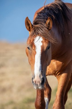 Floransa ve Prato arasındaki sınırda vahşi at sürüleri yaşıyor. Onlarla her karşılaşmamızda onlara duygu veriyorlar. Calvana 'nın vahşi atları. Özgürlükte taylar ve kısraklar. Vahşi doğada aygırlar.