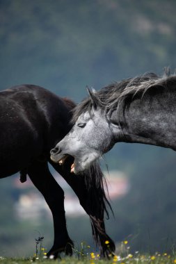 Toskanalıların üzerinde özgürce dolaşan atlar.