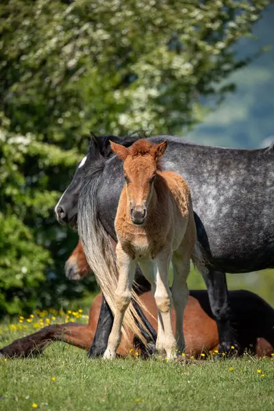 Toskanalıların üzerinde özgürce dolaşan atlar.