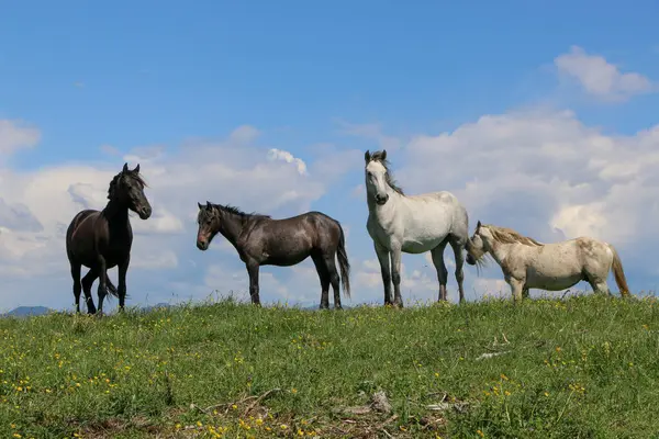 Toskanalıların üzerinde özgürce dolaşan atlar.