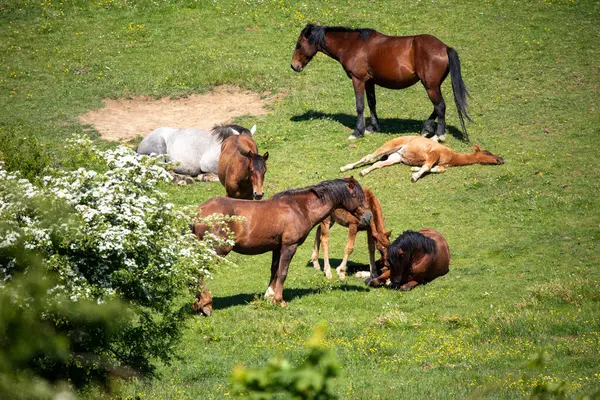 Toskanalıların üzerinde özgürce dolaşan atlar.