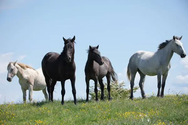 Toskanalıların üzerinde özgürce dolaşan atlar.
