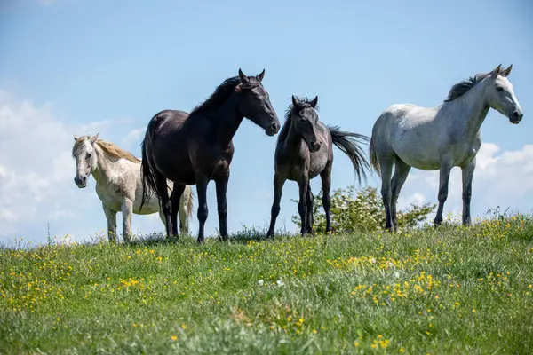 Toskanalıların üzerinde özgürce dolaşan atlar.