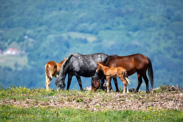 Toskanalıların üzerinde özgürce dolaşan atlar.