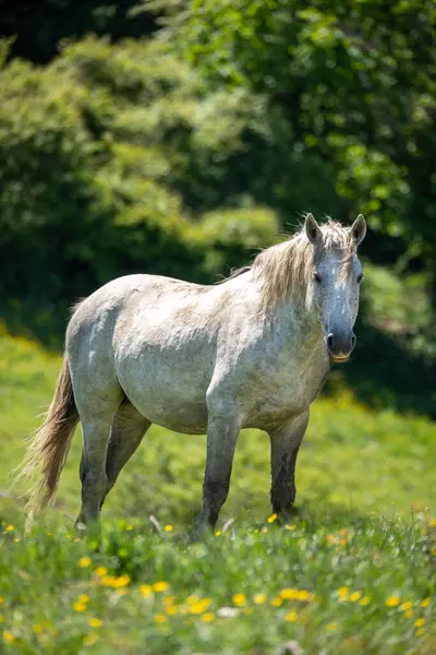 Toskanalıların üzerinde özgürce dolaşan atlar.