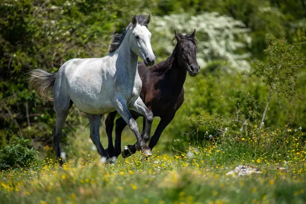 Toskana dağlarında dört nala koşan atlar