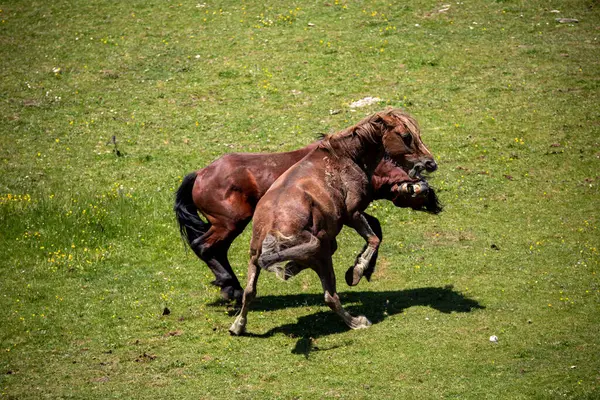 Aygırlar sürünün başı için dağlarda savaşıyor.