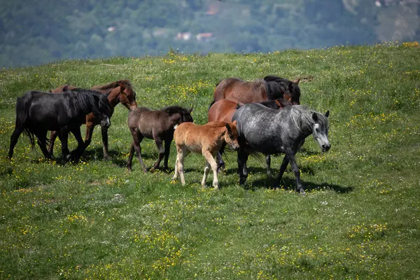 Toskanalıların üzerinde özgürce dolaşan atlar.