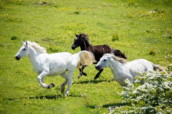 Toskana dağlarında koşan vahşi atlar