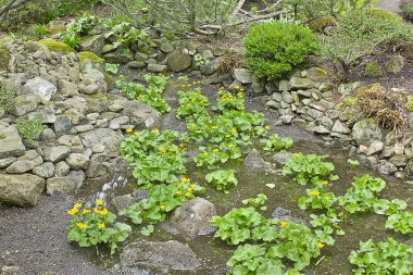 Yellow flowers of caltha palustris close-up on the bank of the pond